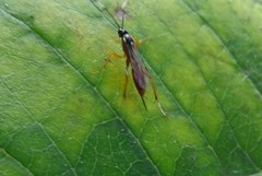 Ischnus inquisitorius