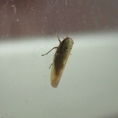 Macrosteles