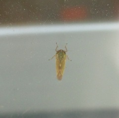Macrosteles