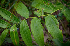 Polygonatum biflorum commutatum