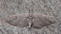 Eupithecia pauxillaria