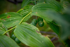 Polygonatum biflorum commutatum