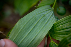 Polygonatum biflorum commutatum
