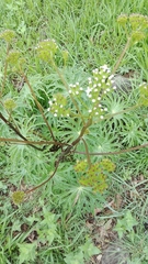 Psacalium peltigerum