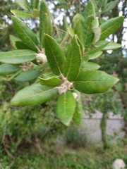 Quercus ilex