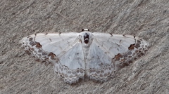 Scopula decorata