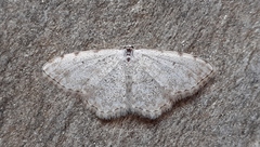 Scopula submutata