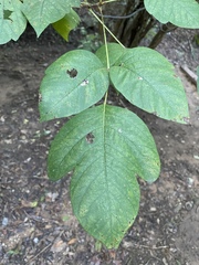 Toxicodendron radicans negundo