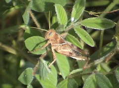 Acrididae