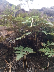 Aleuritopteris argentea