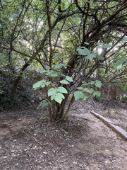 Toxicodendron radicans negundo