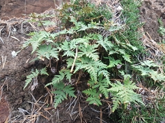 Aleuritopteris argentea