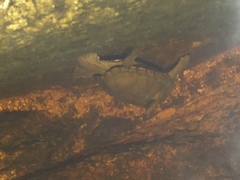 Kinosternon sonoriense