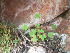 Aleuritopteris argentea