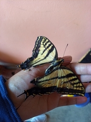 Papilio multicaudata