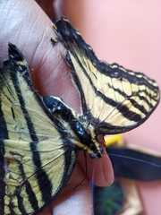 Papilio multicaudata