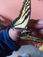 Papilio multicaudata