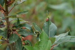Thecabius populimonilis