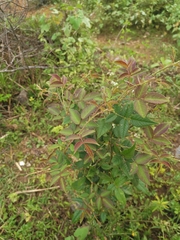 Rosa cymosa