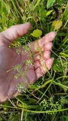 Ptilimnium capillaceum