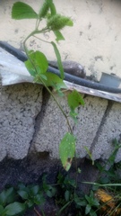 Acalypha alopecuroidea