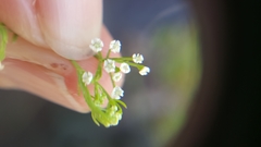 Ptilimnium capillaceum