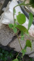 Acalypha alopecuroidea