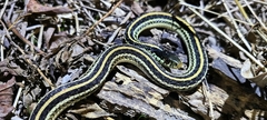 Thamnophis sirtalis annectens
