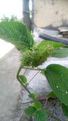 Acalypha alopecuroidea