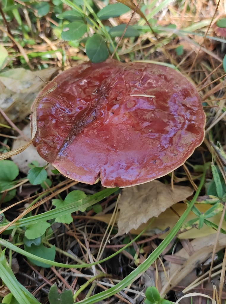 Suillus grevillei · September 2020 · photo: © wrrite (iNaturalist, cc-by)