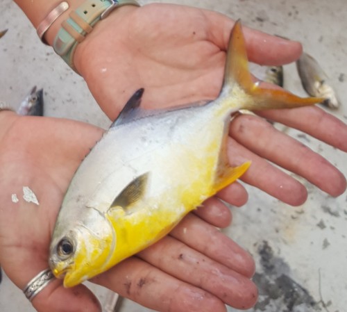 Trachinotus carolinus
