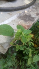 Acalypha alopecuroidea