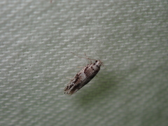 Recurvaria nanella