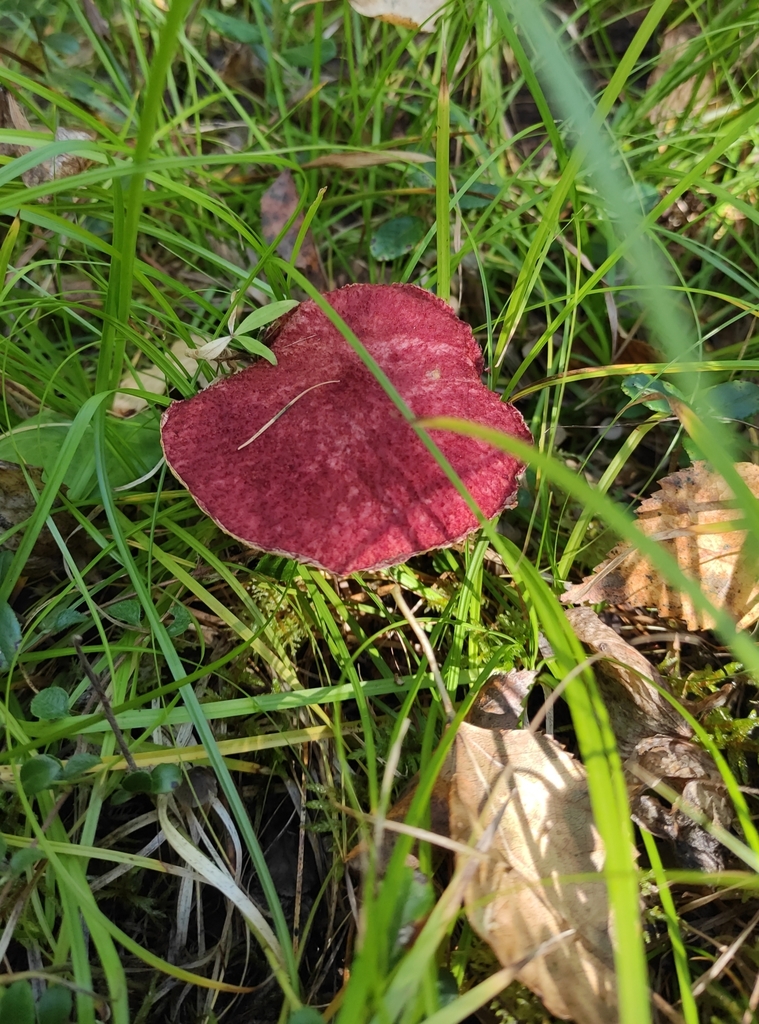Suillus asiaticus · September 2020 · photo: © wrrite (iNaturalist, cc-by)