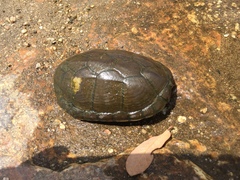 Kinosternon sonoriense