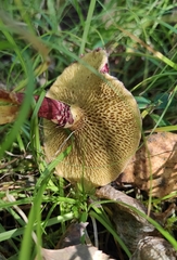Suillus asiaticus