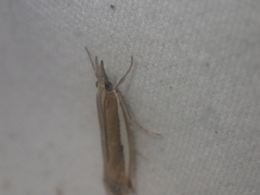 Crambus praefectellus