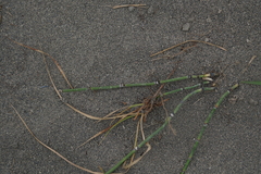 Equisetum × trachyodon