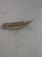 Crambus praefectellus