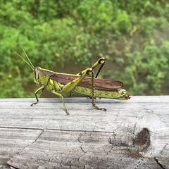 Schistocerca alutacea