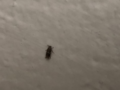 Oinophila v-flava