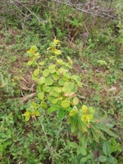 Euphorbia pekinensis