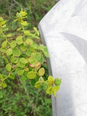Euphorbia pekinensis