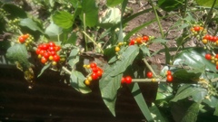 Witheringia solanacea