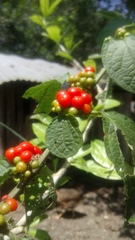 Witheringia solanacea