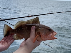 Epinephelus morio