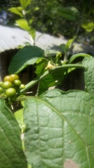 Witheringia solanacea