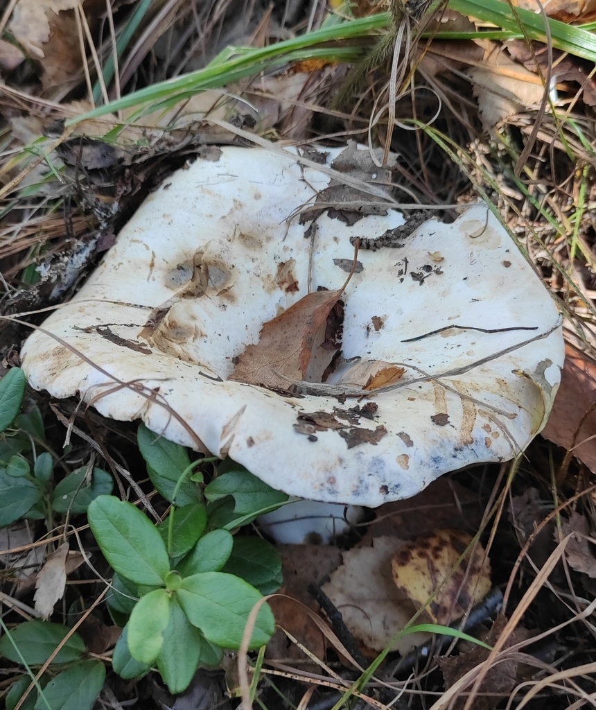 Russula delica