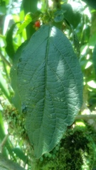 Witheringia solanacea