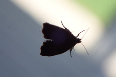 Choreutis pariana